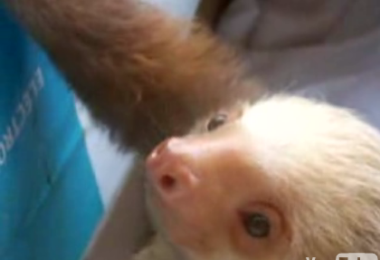 Baby Sloth Alert!